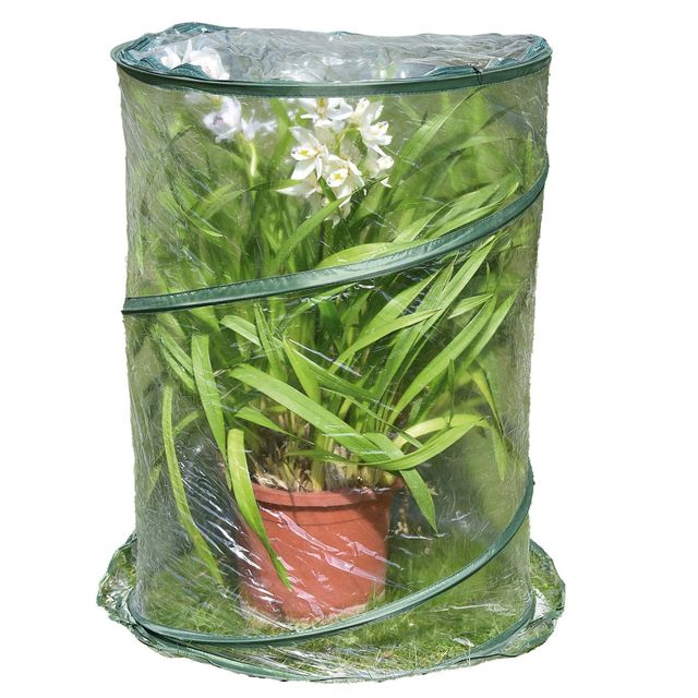 Serra Pop-up Anthurium - 70 x 100 cm - trasparente - Verdemax